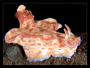 Ceratosoma Trilobatum by Charles Wright 